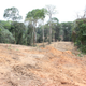 Rainforest already being cleared to make way for the new highway.